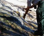 Images of student sampling at Mammoth Hot Springs.