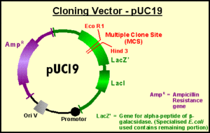 Diagram of the cloning vector puc19
