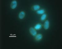DAPI stain