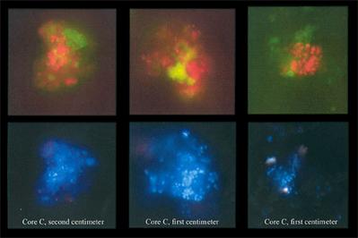Image of FISH being used to deferentiate bacteria and archaea.