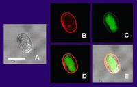 Viability stain of giardia