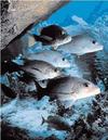 Fish in the Gulf of Mexico