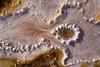 Filamentous bacteria