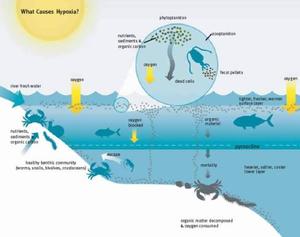 Diagram showing the causes of hypoxia