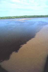 Mississippi River Dead Zone