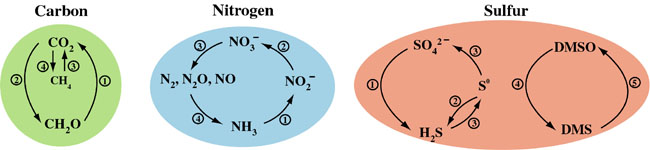 Diagram of the major nutrient cycles (C, N, S)