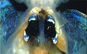 Ventral dissection of an adult Euprymna scolopes