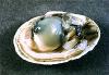 Quahog