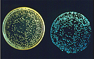 Colonies of the bioluminescent marine bacterium Vibrio fischeri