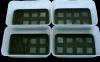 protist trays