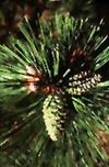 Pine cone