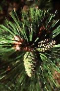 Pine cone