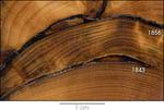  Fire scars within tree rings can be used to determine past events.