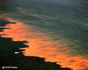 Dramatic photo of California Noctiluca red tide bloom
