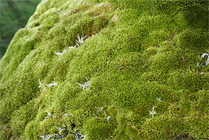 Moss