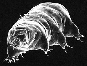 http://serc.carleton.edu/images/microbelife/topics/special_collections/tardigrade.jpg