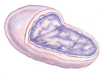 Wolbachia illustration