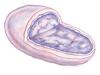 Wolbachia illustration