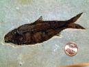 Fish Fossil