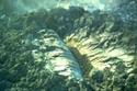 A view of the spreading center at Mount St. Helens September 1981 lobe.