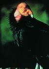 California Condor.