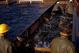 Workers managing a salmon run at the Bonneville Dam, Washington.
