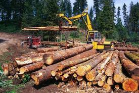 Logging in Idaho.