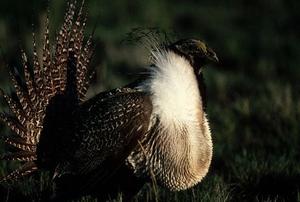 Male Sage-Grouse (Centrocercus urophasianus).
