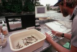 Biologist monitoring salmon.