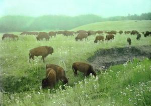 Bison grazing.