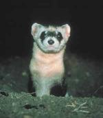 Black-Footed Ferret.