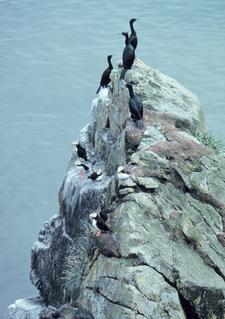 Red-crested cormorants and horned puffins, Pribilof Islands, AK.