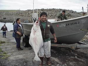 St. George Island, Pribilof Islands, AK - Fisherman with Halibut.
