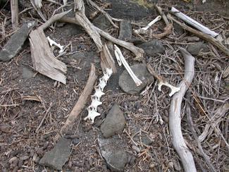 Bones from a Hawk Eerie in Idaho