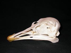 An ostrich skull.