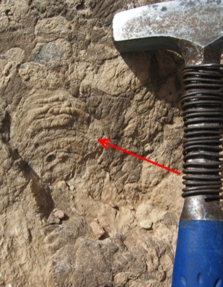 algal mounds in limestone