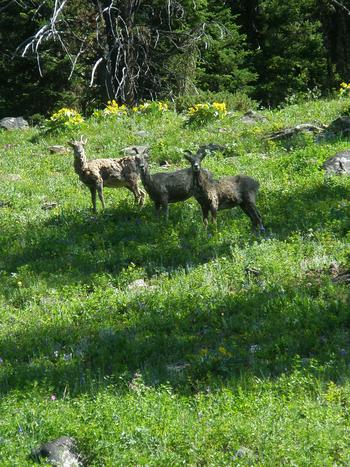 Big horn sheep on the Bear Basin Trail, July.