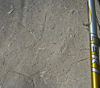 Brachiopods