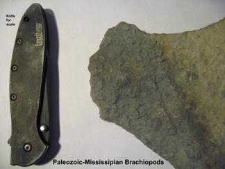 Brachiopods