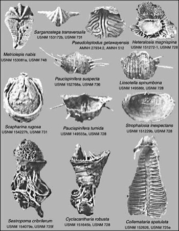 brachiopods