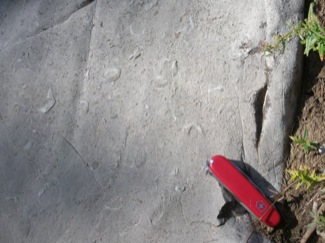 Brachiopods in Madison Limestone