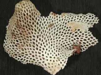 Deepwater lacy bryozoan. Image courtesy of Islands in the Sea 2002, NOAA/OER.