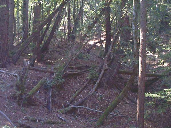 drunken trees