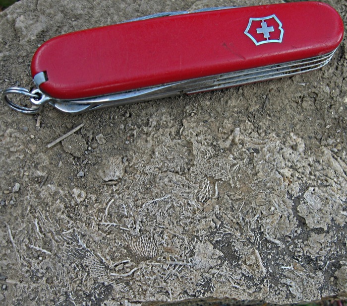 enchinoderm fossil fragments