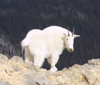 mnt. goat