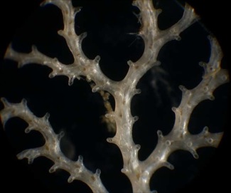 Modern Bryozoan.