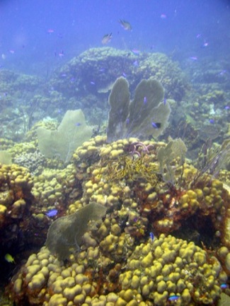 Modern Coral Reef