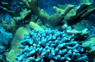 Modern Elkhorn Coral