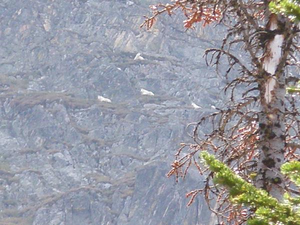 Mountain Goats, Bear Basin