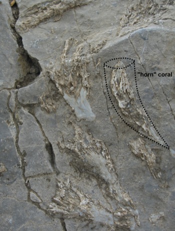 Rugose corals